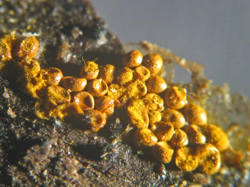 Mixomicete natalizio - Trichia scabra